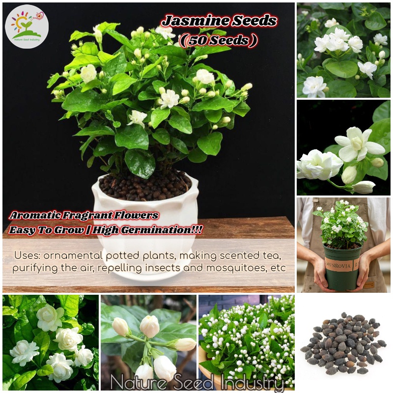 Jasmine Seeds for Planting 5 seeds Benih Bunga Melati Aromatic Flower