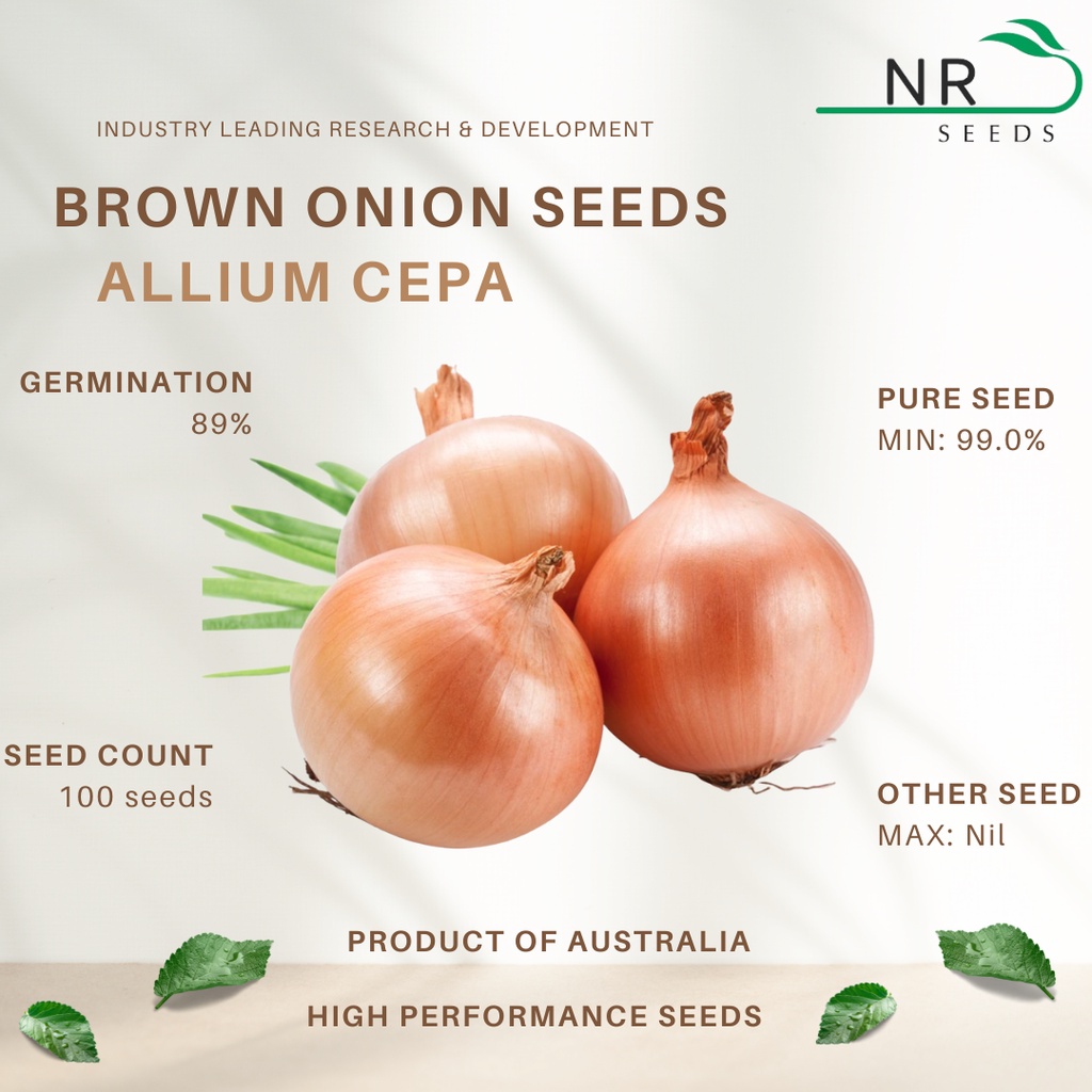 100pcs Onion Seeds (Australian Brown Onion Seed) Allium Cepa - High Yields