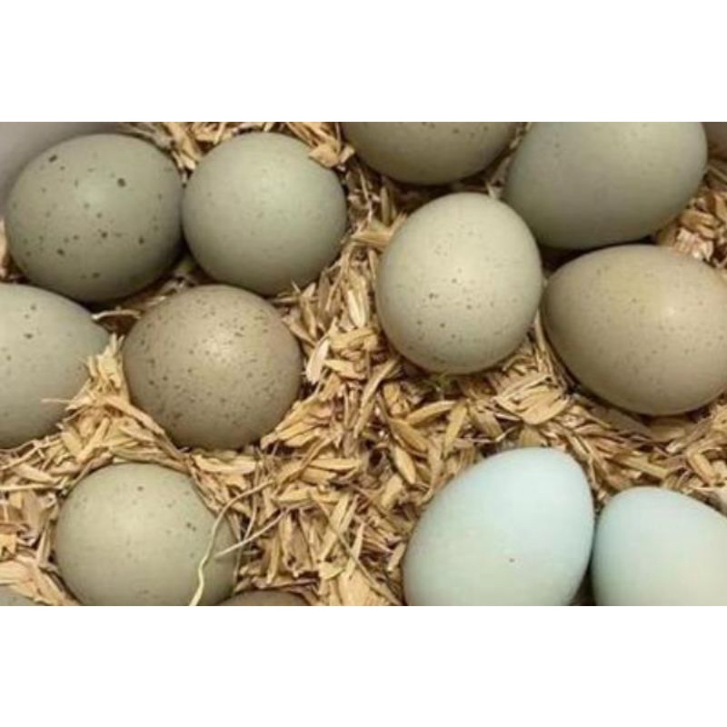Snakes Foods Button Quail Eggs for Eggeating Snakes & Animals Makan