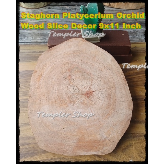 Staghorn Plant Hard Wood Hanging Mounting Board Natural Raw Cut Cookie