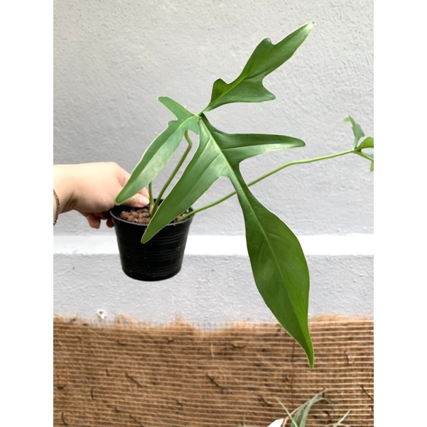 Philodendron Florida Quercifolium Shopee Malaysia