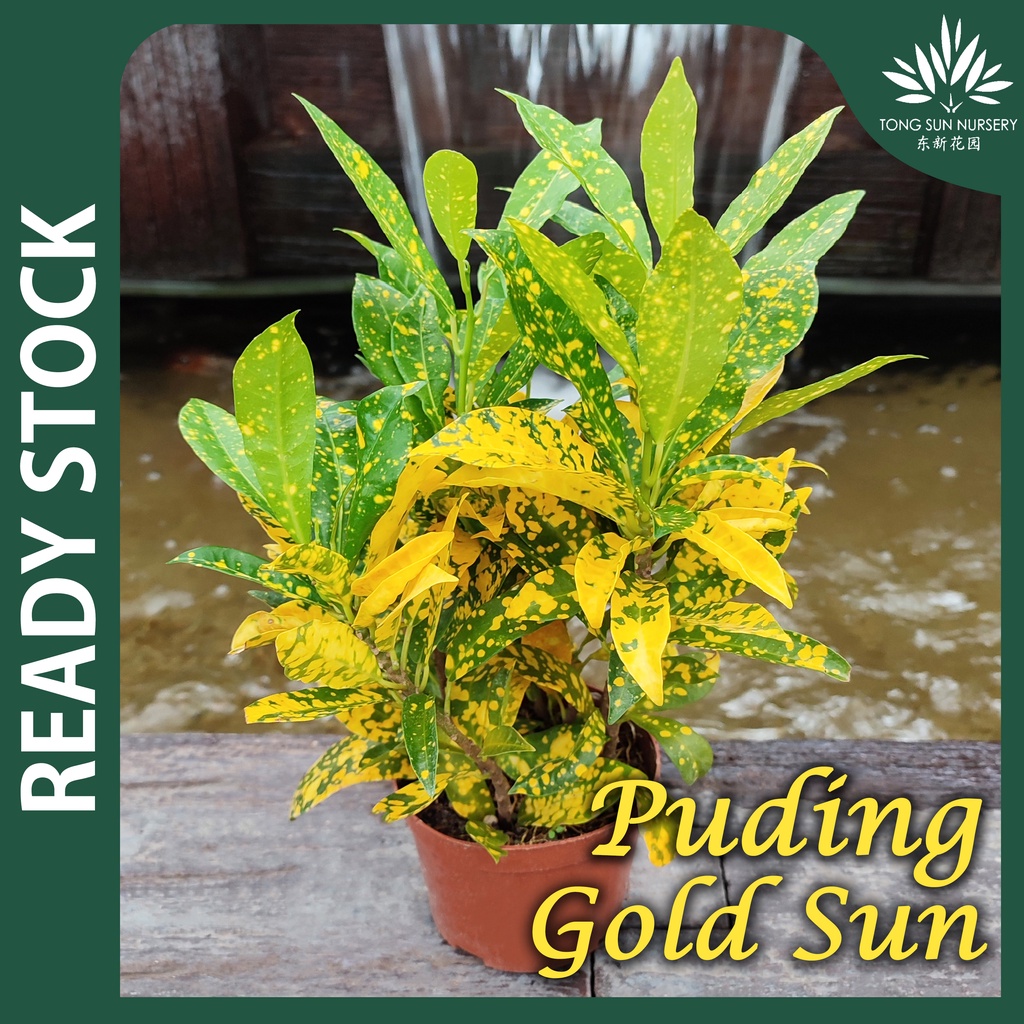 TSN Codiaeum Variegatum Puding Gold Sun Pokok Hiasan Bunga Hiasan Live