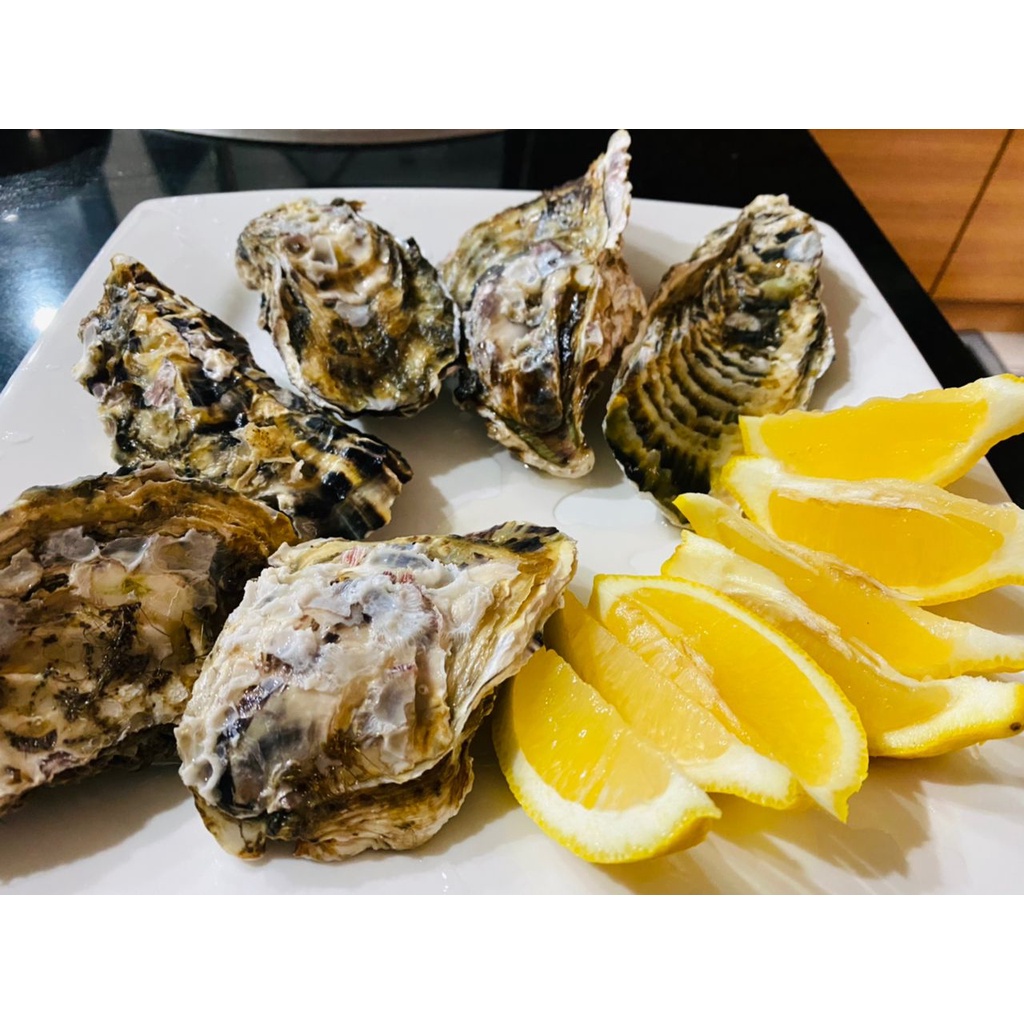 Japan Oyster (8Cm 10Cm) Shopee Malaysia