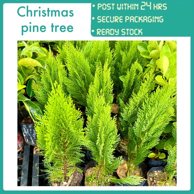 PBN Christmas pine tree pokok hidup cypress tanaman Hiasan kebun