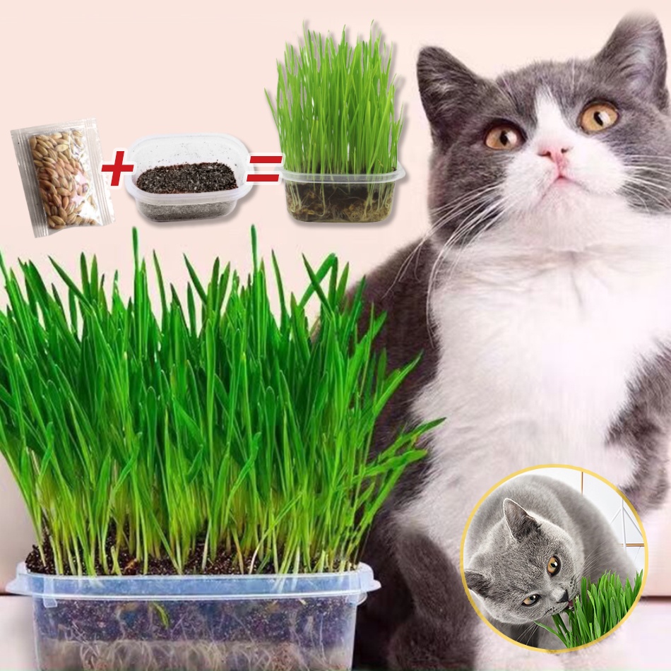 MyPetHouse Cat Grass Seed Set For Healthy Cat Hairball Solution / Set Benih Rumput Kucing Kucing