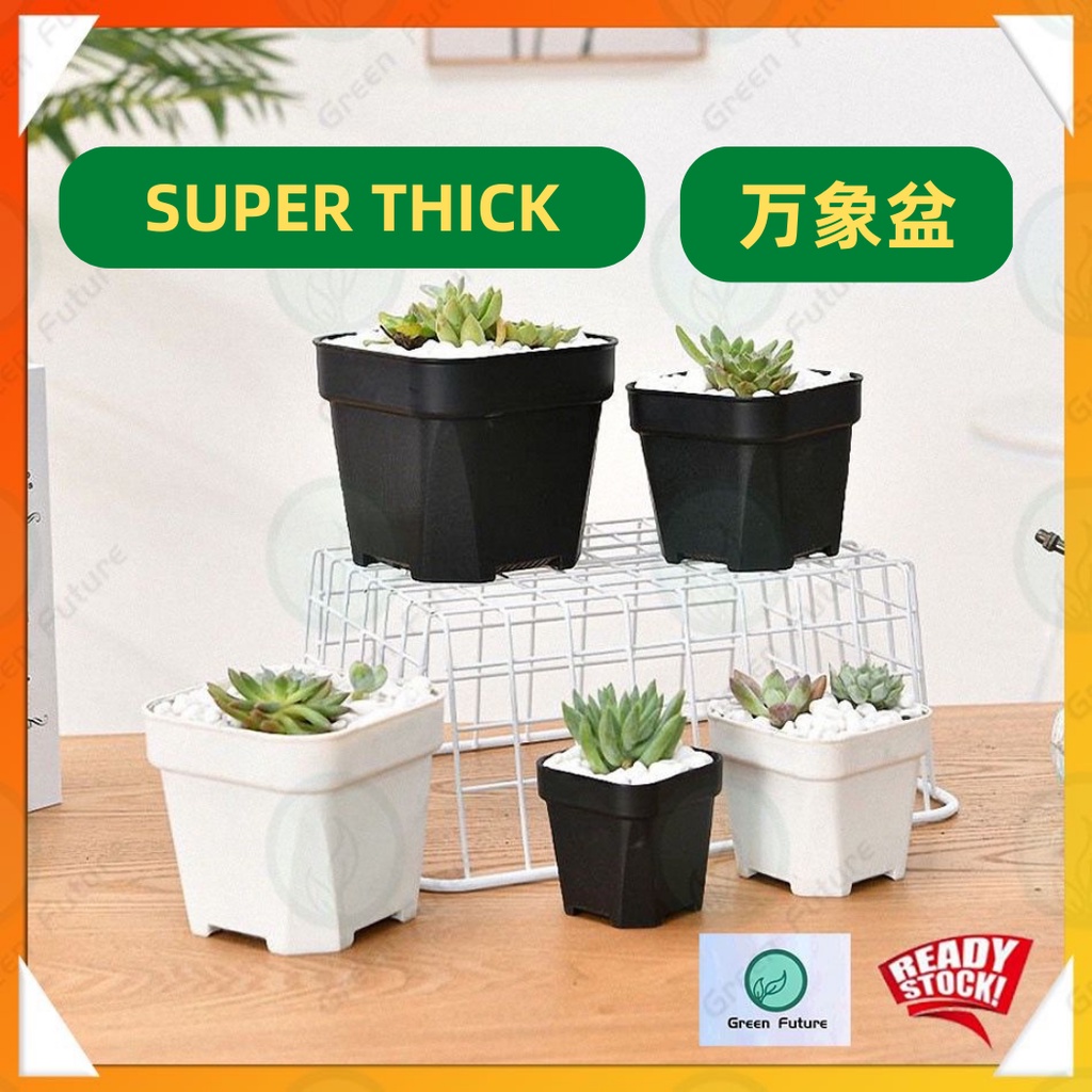WHITE BLACK COLOR SUCCULENT CACTUS thick flower pot SQUARE PLASTIC POT PASU PLASTIK 四方盆 多肉盆 万象盆 万象方盆 仙人掌盆 彩色盆 小盆 花盆