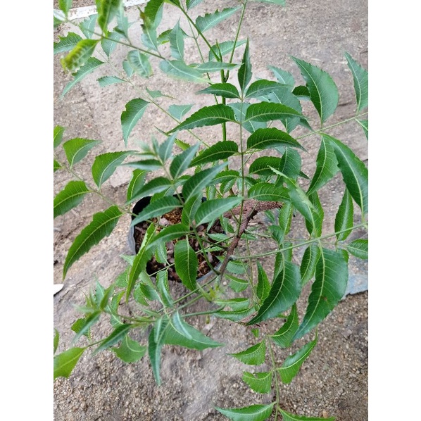 Anak Pokok Semambu I Neem I Veppe Maram I Laksmana | Shopee Malaysia