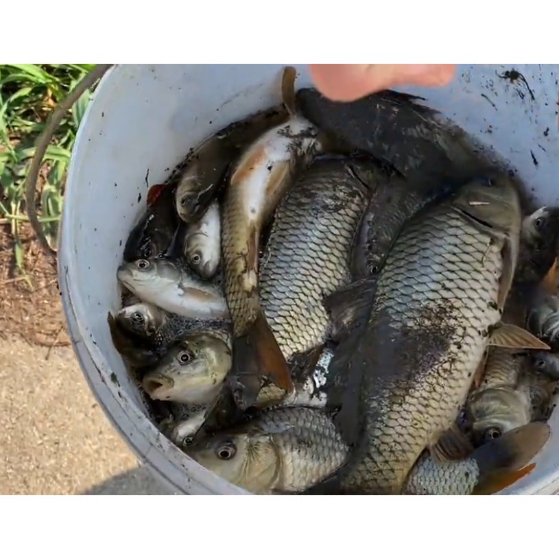 Reliable Premium Revolutionize your fishing FLW-58000W Ultrasonic Electro Fisher Shock stun catch big! - Image 3