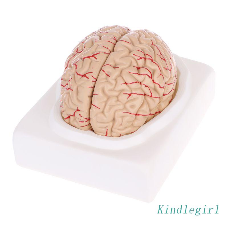 KING Disassembled Anatomical Human Brain Model Anatomy Medical Teaching Tool