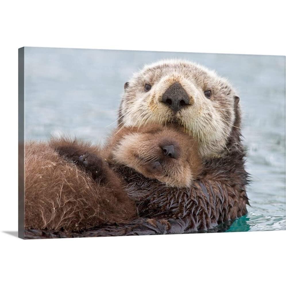 Female Sea Otter Holding Newborn Pup Out Canvas Wall Art Print Wildlife Artwork