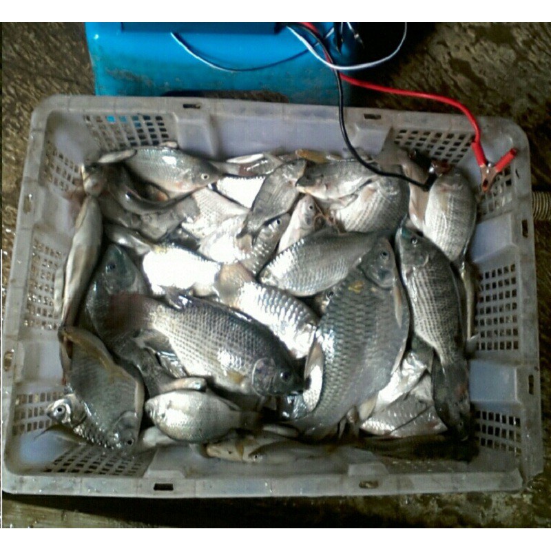 Reliable Premium Revolutionize your fishing FLW-58000W Ultrasonic Electro Fisher Shock stun catch big! - Image 4