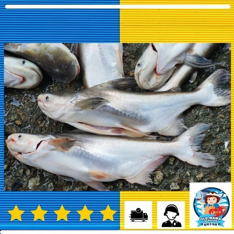 Pahang River Farmed Patin Tinggi (Gao Qi) / 彭亨河养殖高鳍巴丁鱼 (1000gm-1100gm) Ikan Patin Sungai Pahang – Old Mama Seafood