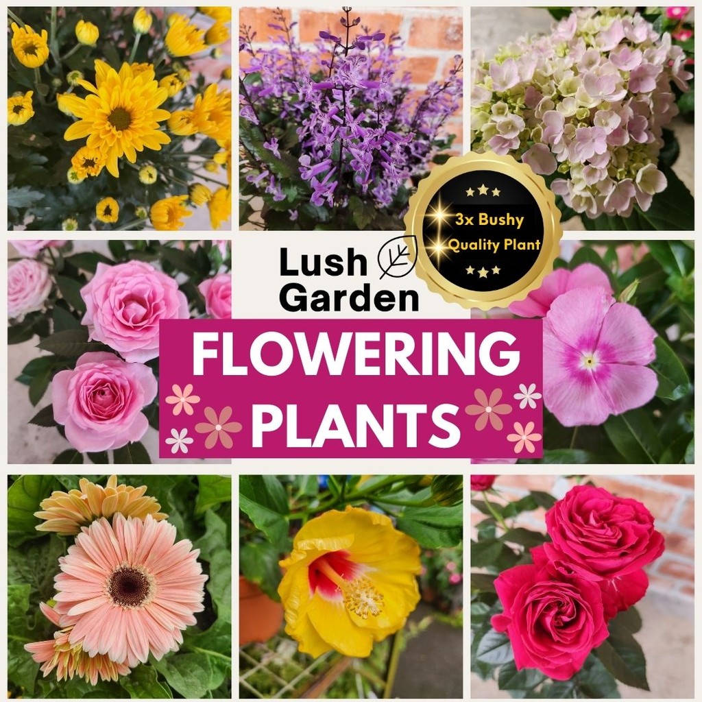 LUSH GARDEN Anak Pokok Bunga Hiasan Dalam Rumah Hidup Ruang Tamu Luar Rumah Tahan Panas Outdoor Indoor Plant Live Flower