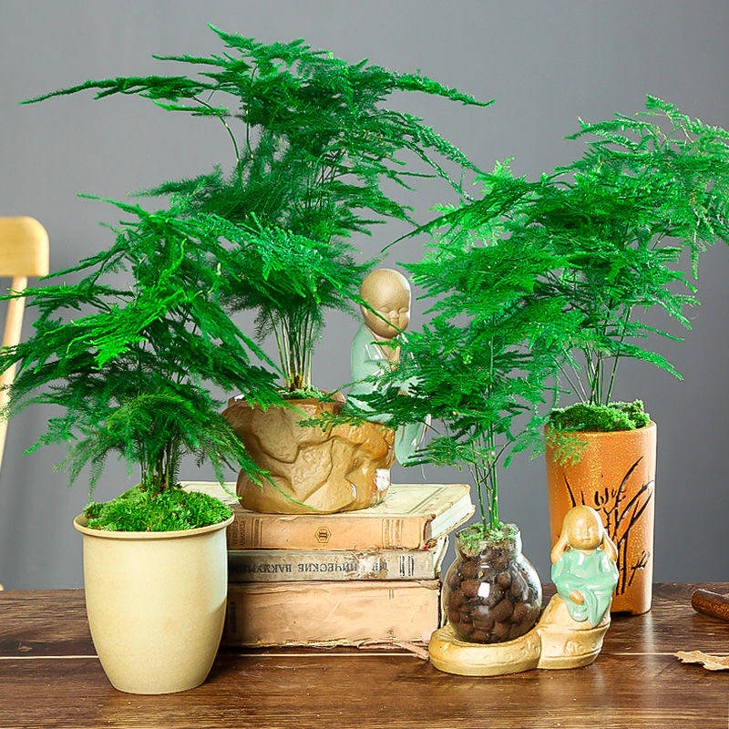 LOCAL READY STOCK-Clouds Bamboo Seeds Asparagus Fern Seeds Indoor Bonsai Asparagus Fern Seed 50 Particles / Bag Flower