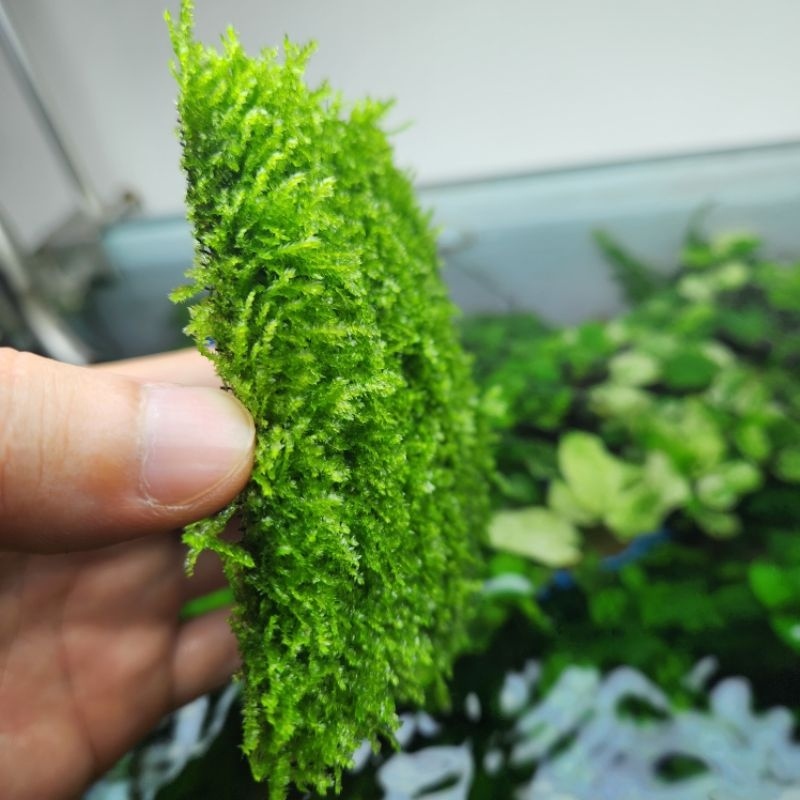 Durable Must Taiwan Mini Moss Attached Driftwood Stone Beautiful Aquarium Decoration (1 Blister 9x9 cm) Essential Qua... - Image 3