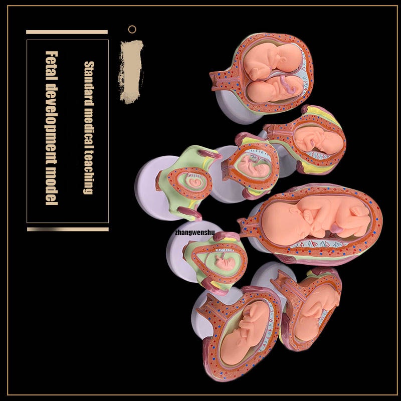 Human embryo development model pregnancy Embryo development process pregnancy October fetal model medical teaching，Lifesize 9th Month Pelvis Section，Baby Fetus Foetus Pregnancy Human Pregnancy Fetal Development Medical Model人体胚胎发育模型 妊娠胚胎发育过程 怀孕十月胎儿模型 医学教学