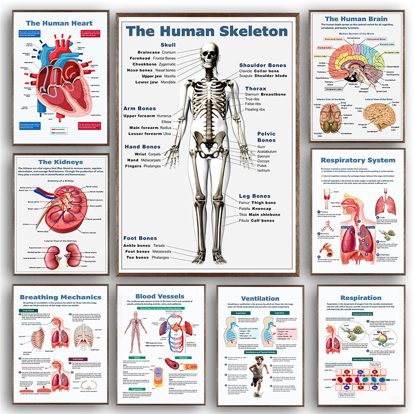 Modern Human Anatomy Respiratory Digestive System Skeleton Poster Canvas Painting Pictures