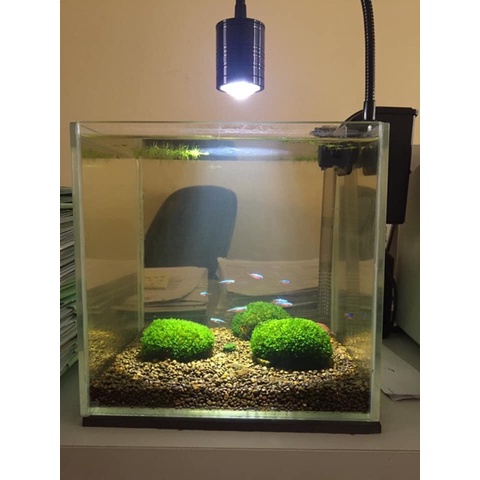 Must Reliable Leaf MINIFISS Moss Stone Landscape Decoration Have Purpose - Image 3