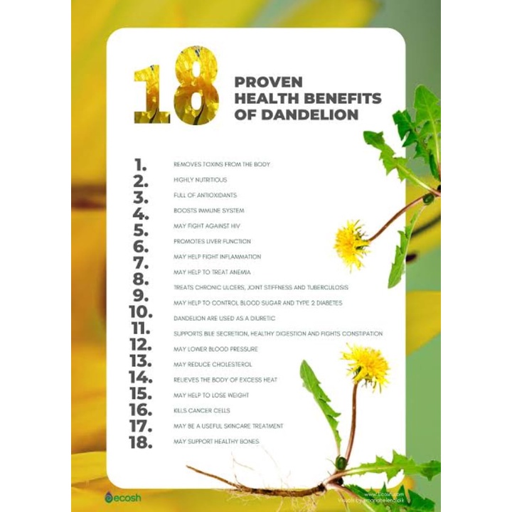 Trendy Casual ELIF TEA Dandelion Teh Anemia Detox Liver Pembersih Darah Kotor Pure Herbal Series 30 Bag z1 Style Daily