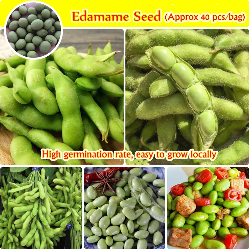 100% Original Japanese Edamame Bean Seeds ( 40 Seeds) Benih Sayur Sayuran Green Soybean Seeds Nutrition Salad Vegetables