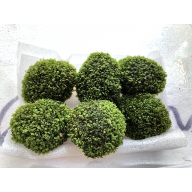 Must Reliable Leaf MINIFISS Moss Stone Landscape Decoration Have Purpose - Image 4