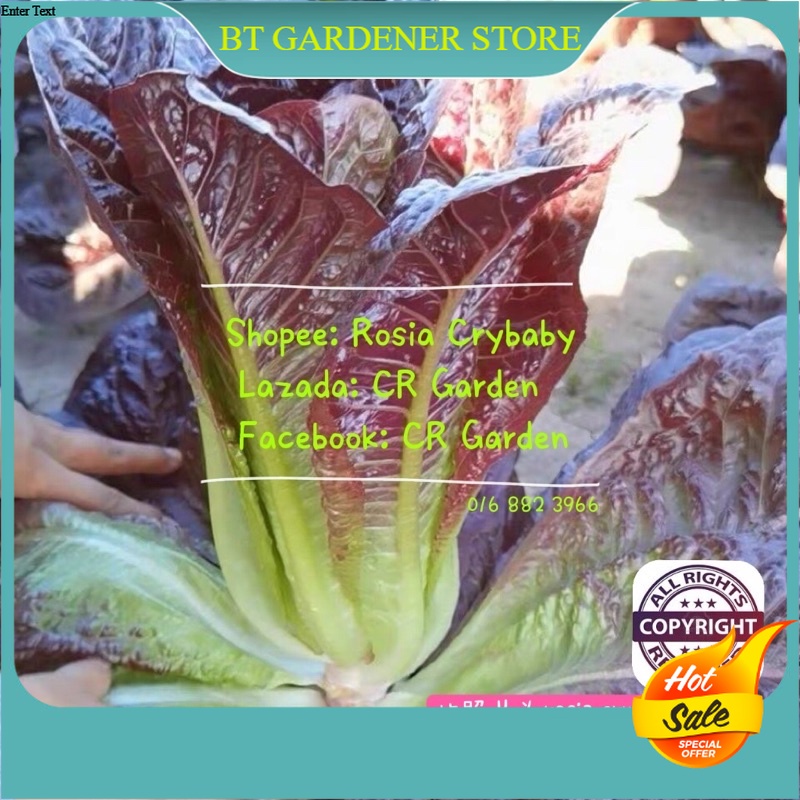 30 Pcs red peacock lettuce seeds 紫孔雀生菜30粒 30 Days can make salad 可做沙拉30天收成 Ready Stock Sarawak