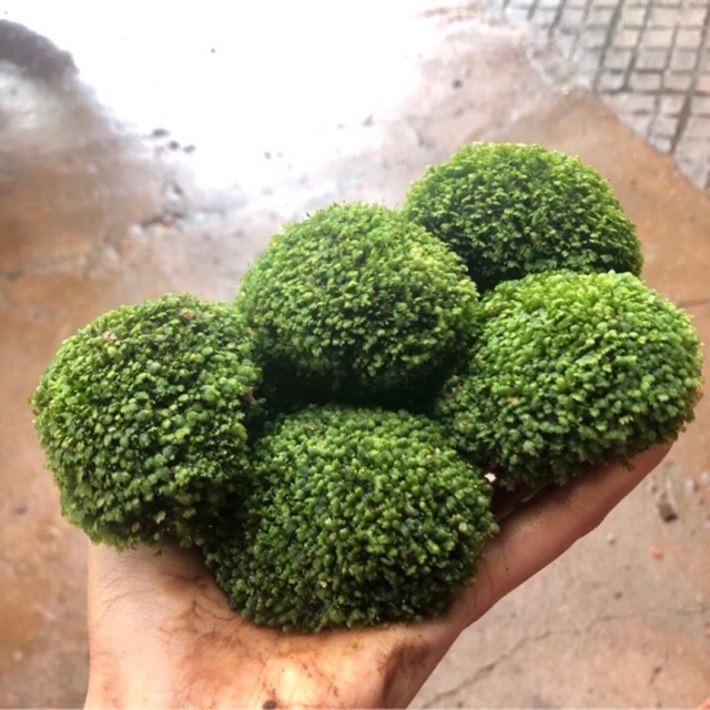 Must Reliable Leaf MINIFISS Moss Stone Landscape Decoration Have Purpose - Image 2