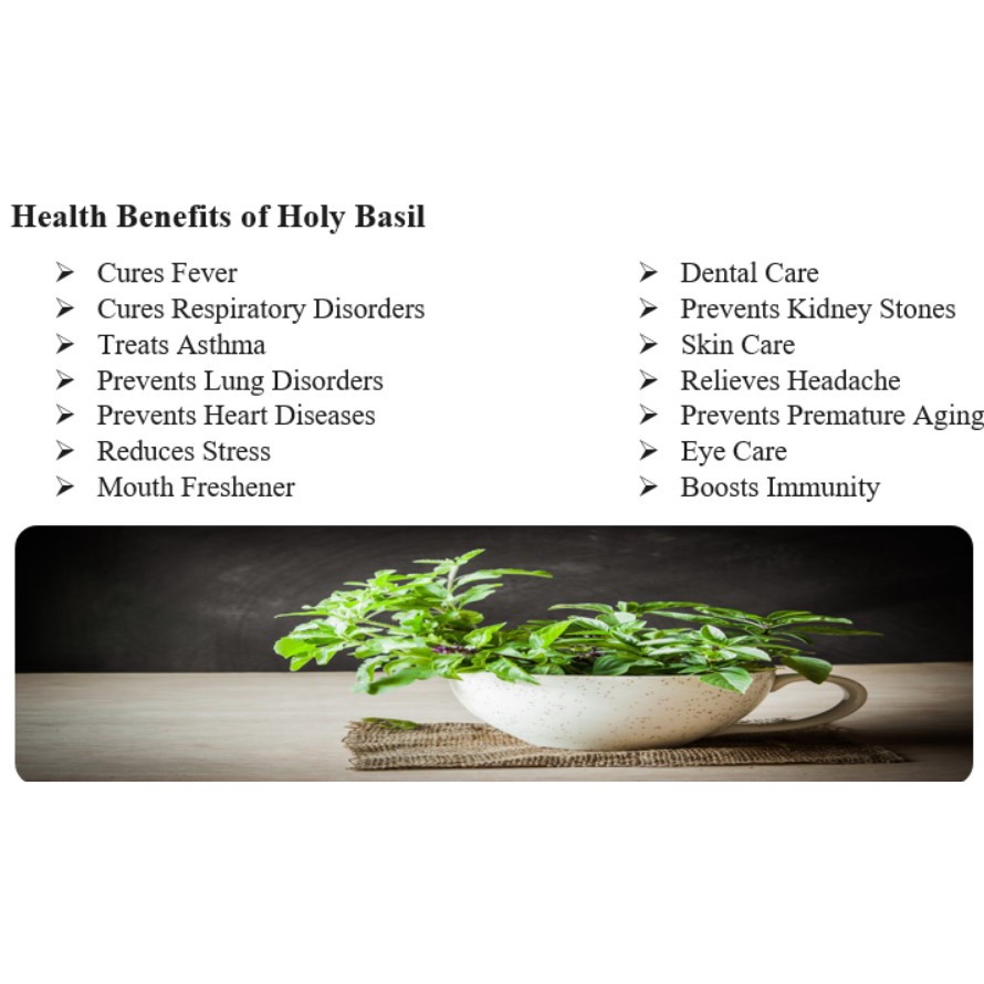 Have Multi ELIF TEA TULSI : OCIMUM BASILIUM / HOLY BASIL ITALY v1 - Image 5