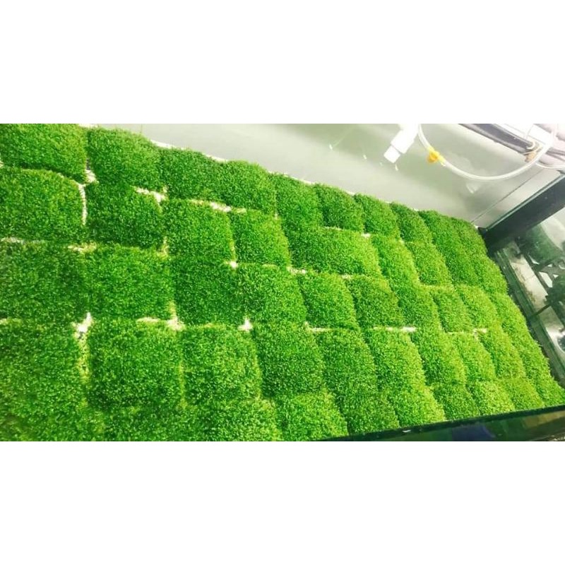 Durable Must Taiwan Mini Moss Attached Driftwood Stone Beautiful Aquarium Decoration (1 Blister 9x9 cm) Essential Qua... - Image 4