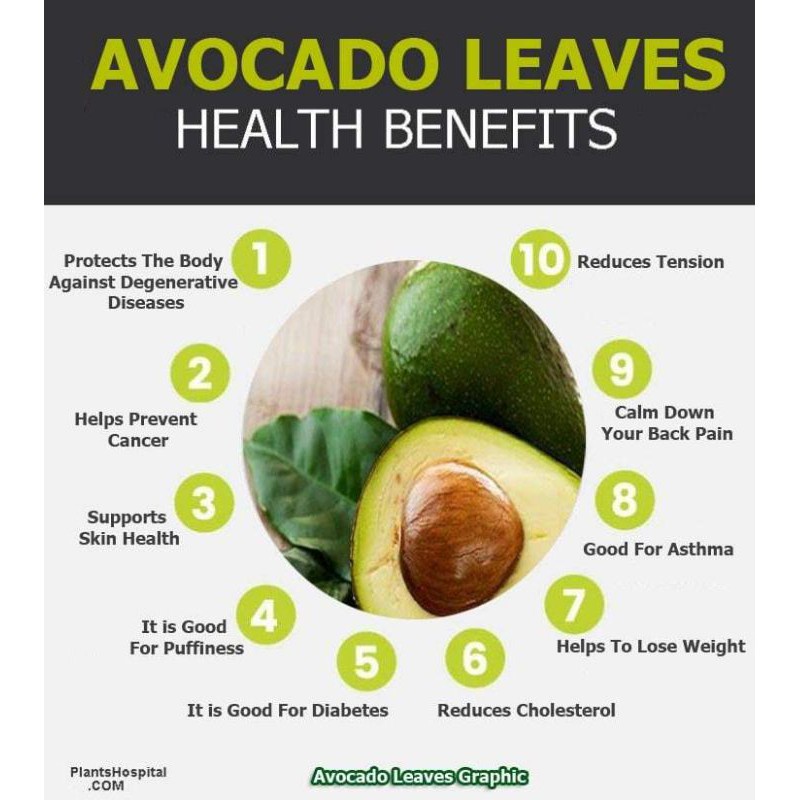 Travel Accessory AVOCADO LEAF TEA : TEH DAUN ALFUKAT (30 Bag) x1 Daily - Image 3