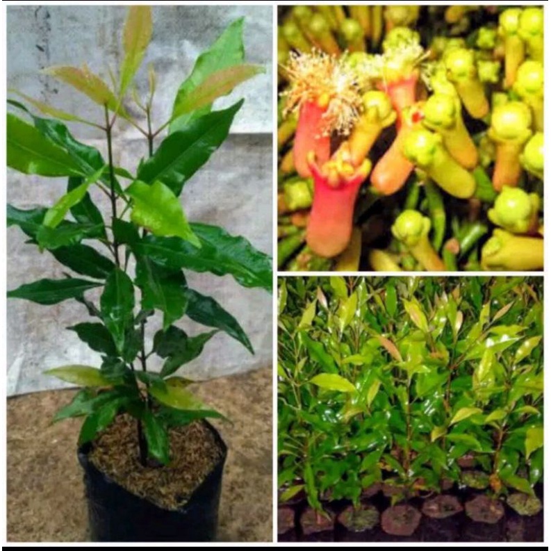 !! Promotion of superior Zanzibar clove tree seeds - clove seeds codpilihan