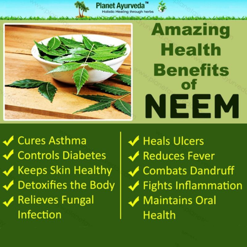 Casual Fashion NEEM LEAF TEA : RAW 100% ORGANIC ISI 30 BAG x1 Portable Accessory - Image 2