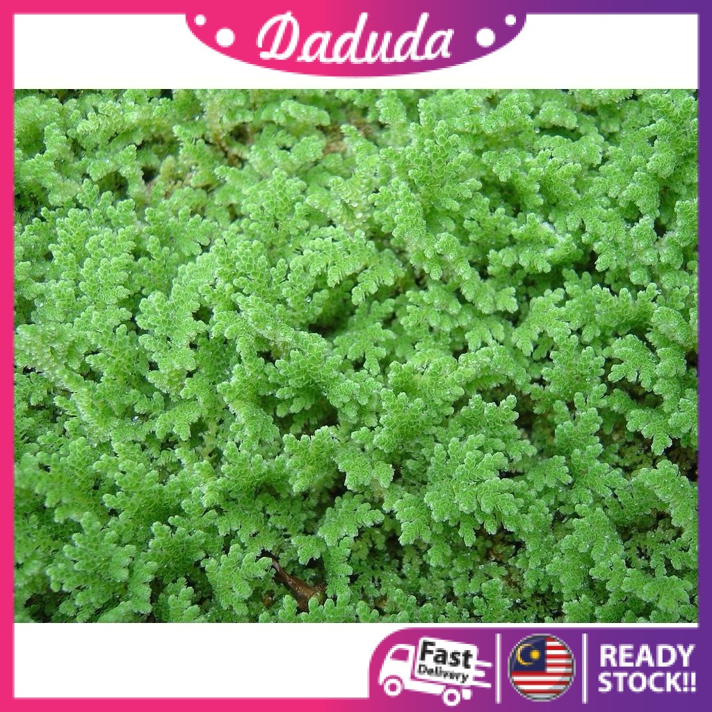 Azolla HYBRID Benih Azola microphylla microfila Mosquito Fern Aquatic Floating Plant pokok hidup kiambang Water Velvet
