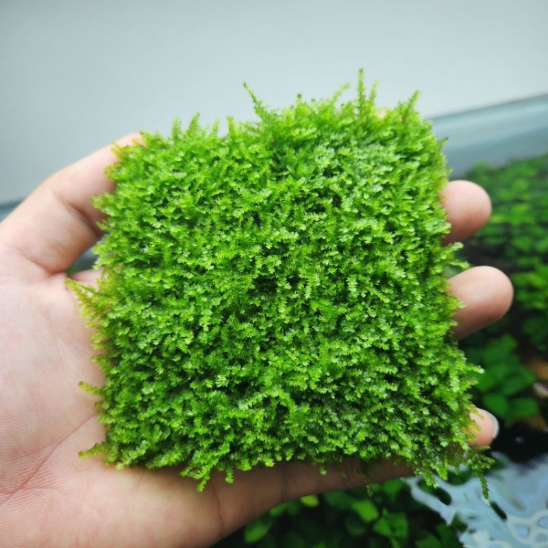 Durable Must Taiwan Mini Moss Attached Driftwood Stone Beautiful Aquarium Decoration (1 Blister 9x9 cm) Essential Qua... - Image 5