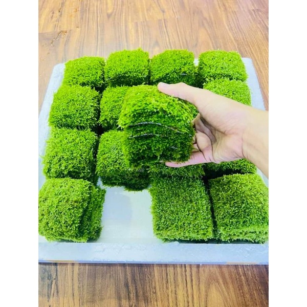 Durable Must Taiwan Mini Moss Attached Driftwood Stone Beautiful Aquarium Decoration (1 Blister 9x9 cm) Essential Qua...
