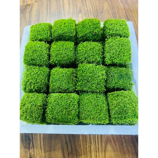 Durable Must Taiwan Mini Moss Attached Driftwood Stone Beautiful Aquarium Decoration (1 Blister 9x9 cm) Essential Qua... - Image 2