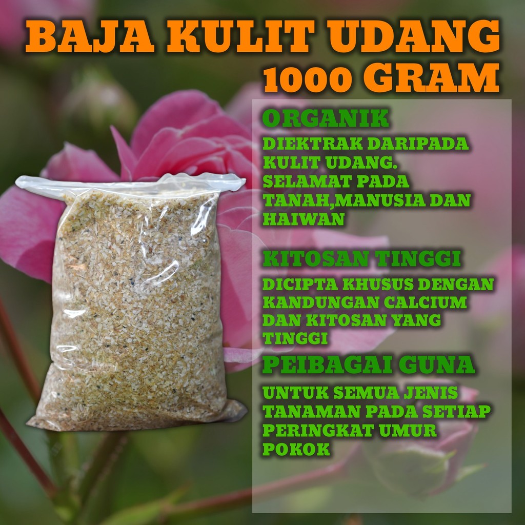 sg-11134201-7rbmm-m643ryx0iacef8 Orked Harimau - Grammatophyllum speciosum Blume