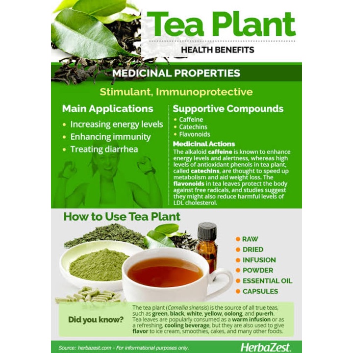 Daily Portable ELIF TEA Green : High Mountain Teh Hijau Jawa Barat (30 Bag) z1 Accessory Trendy - Image 4