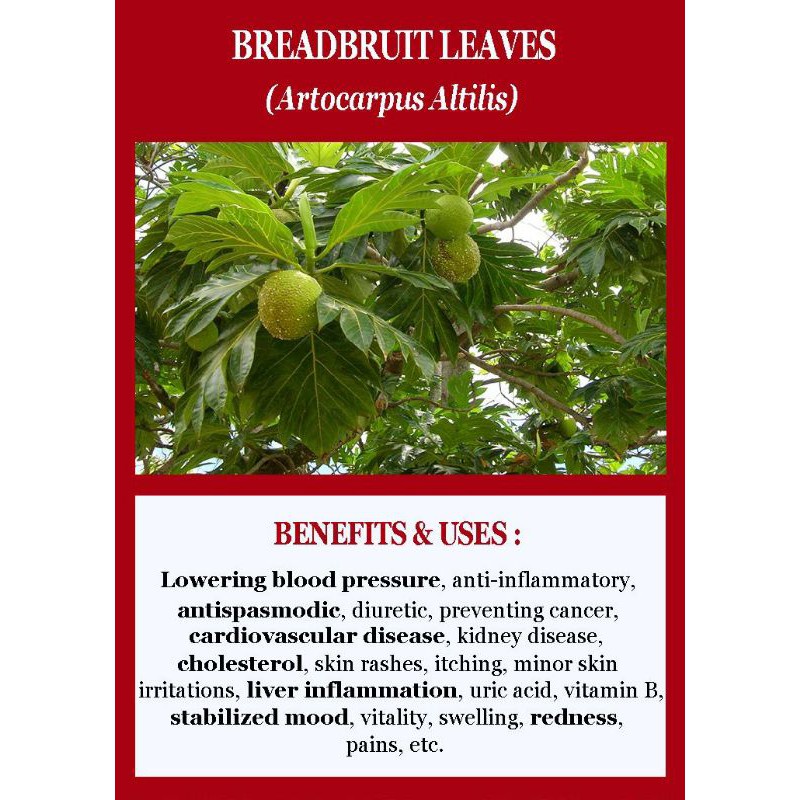 Daily Accessory BREADFRUIT LEAF TEA : TEH DAUN SUKUN ISI 30 BAG x1 Chic Travel - Image 4