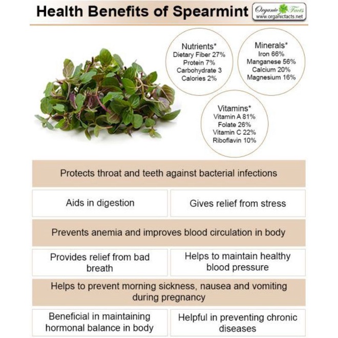 Reliable Durable Spearmint Chamomile Tea Hormone Support – Herbal PCOS Essential - Image 3