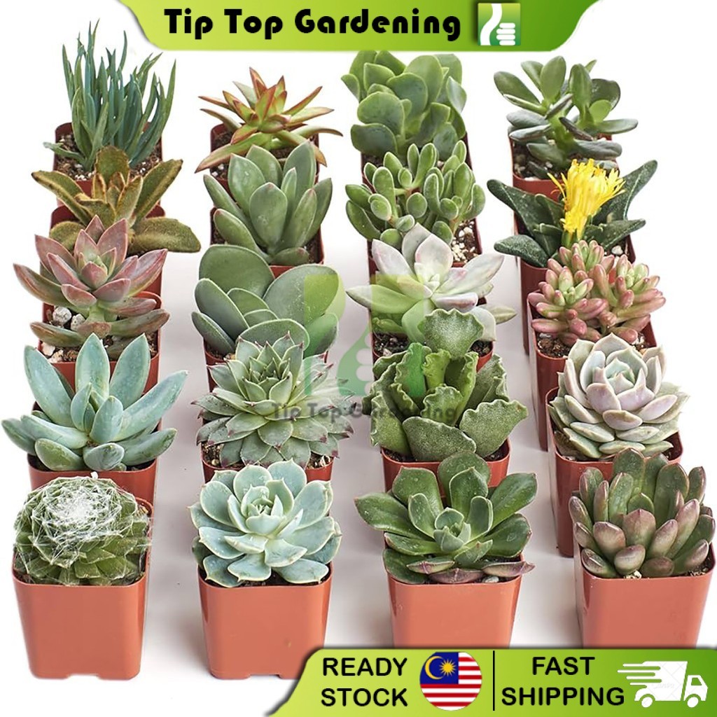 Real Live Plant Cactus Succulent Indoor Live Plants Kaktus Sukulen Hidup 仙人掌 多肉植物