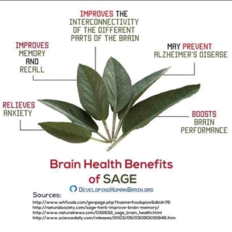 Premium Essential Sage Leaf Loose Tea / Teh Daun PCOS antioxidant Have - Image 4
