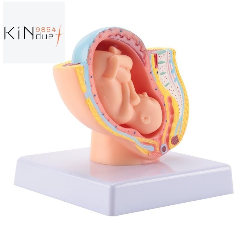 Human Pregnancy Fetal Development 9Th Month Embryonic Pelvic Model Fetus Foetus Pregnancy Anatomy of the Placenta Model