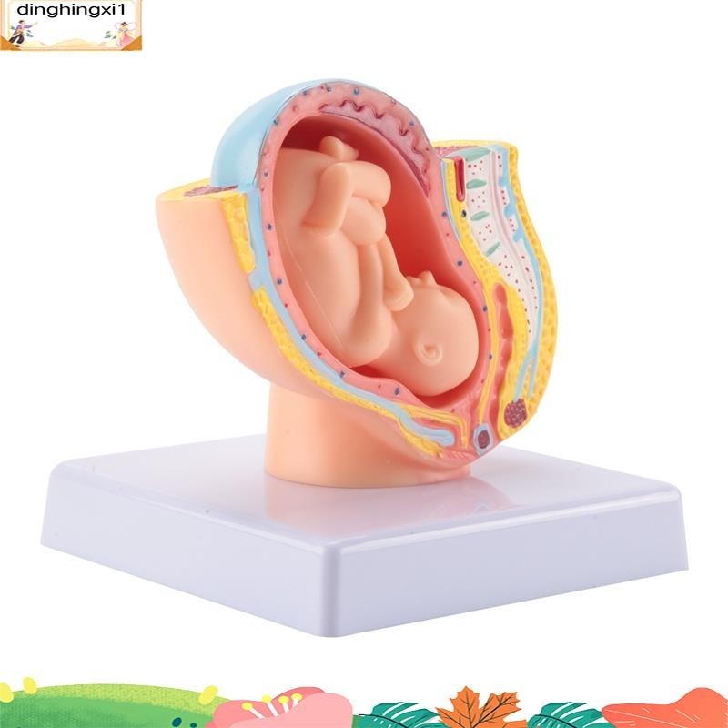 Human Pregnancy Fetal Development 9Th Month Embryonic Pelvic Model Fetus Foetus Pregnancy Anatomy of the Placenta Model dinghingxi1