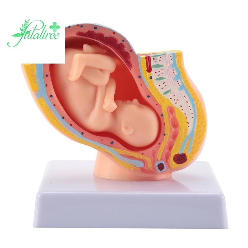 Human Pregnancy Fetal Development 9Th Month Embryonic Pelvic Model Fetus Foetus Pregnancy Anatomy of the Placenta Model