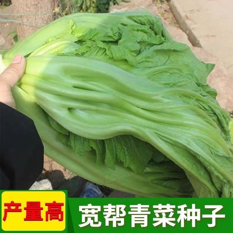 Wide-help Vegetable Seeds Four Seasons High-Produced Rice Cabbage Vegetable Leaves Large Leaves Can Be Pickled Balcony Potted Farm Vegetable Seeds Wide-Help Vegetable Seeds Four Seasons High-Produced Rice Cabbage Le