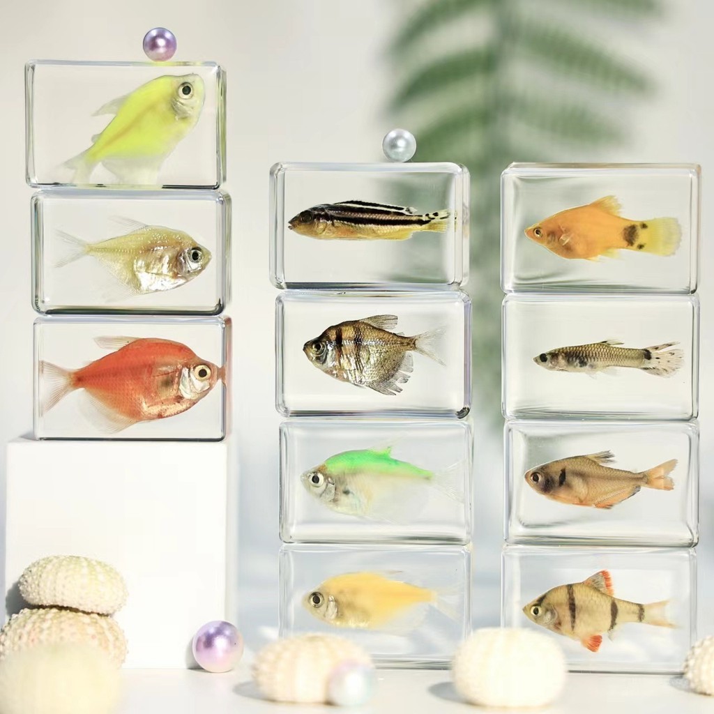 Tropical Fish Transparent Resin Crafts Kindergarten Popular Science Toys Scenery Souvenir Gifts