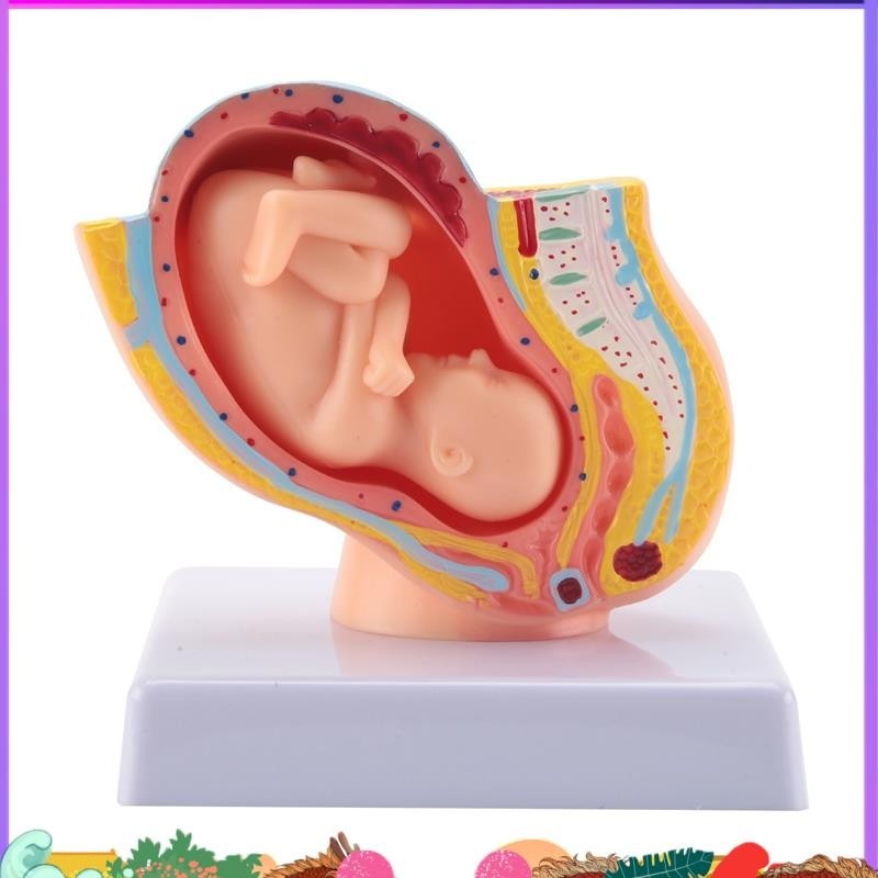 Human Pregnancy Fetal Development 9Th Month Embryonic Pelvic Model Fetus Foetus Pregnancy Anatomy of the Placenta Model ffefhrudh