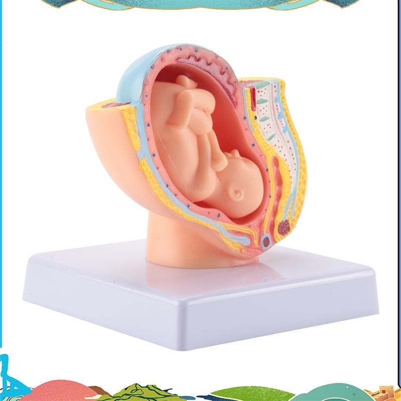 Human Pregnancy Fetal Development 9Th Month Embryonic Pelvic Model Fetus Foetus Pregnancy Anatomy of the Placenta Model uejfrdkuwg