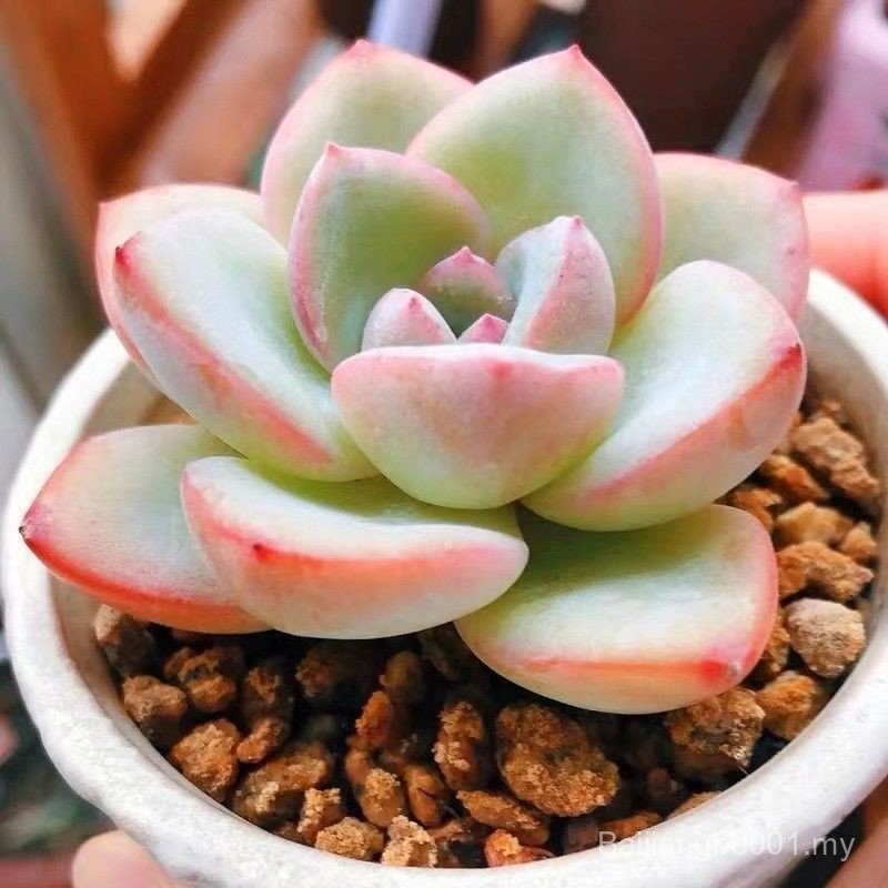 Puffs Succulents Succulents Easy-Explosive Pots Qunsheng Cute Succulents Office Potted Flowers Green Plants Cream Puffs LHOC